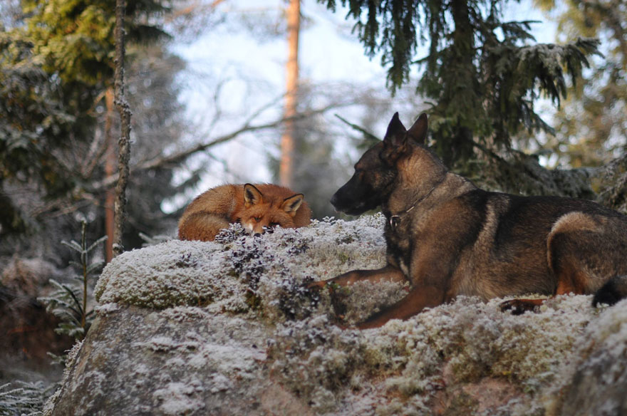 Surprising Friendship Between Norwegian Dog And Wild Fox