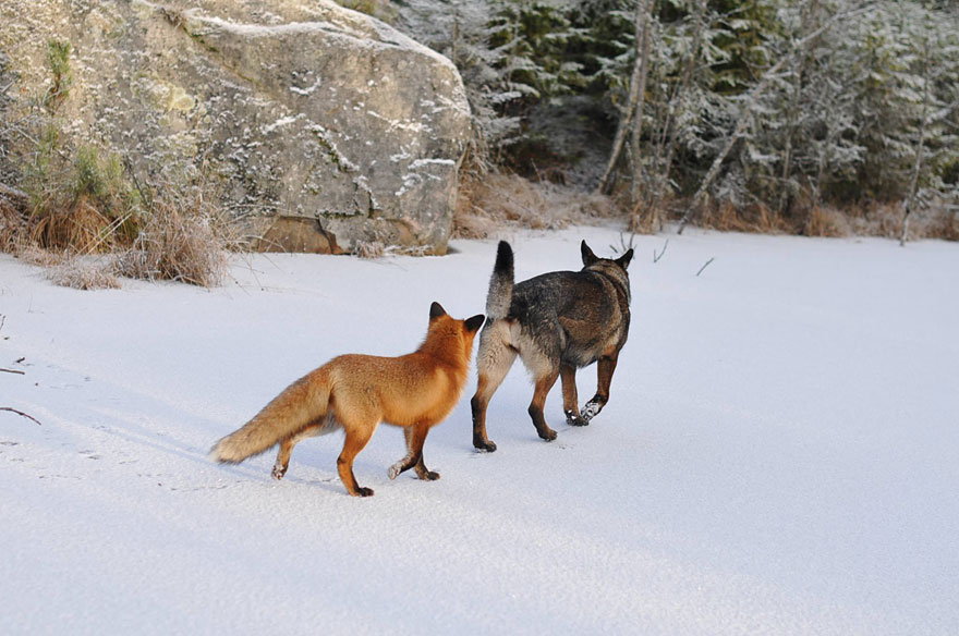 Surprising Friendship Between Norwegian Dog And Wild Fox