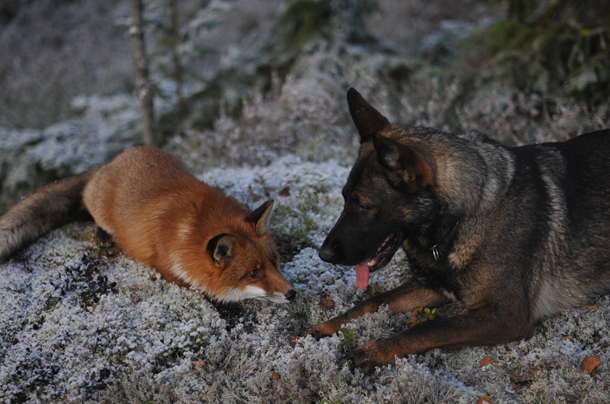 Surprising Friendship Between Norwegian Dog And Wild Fox