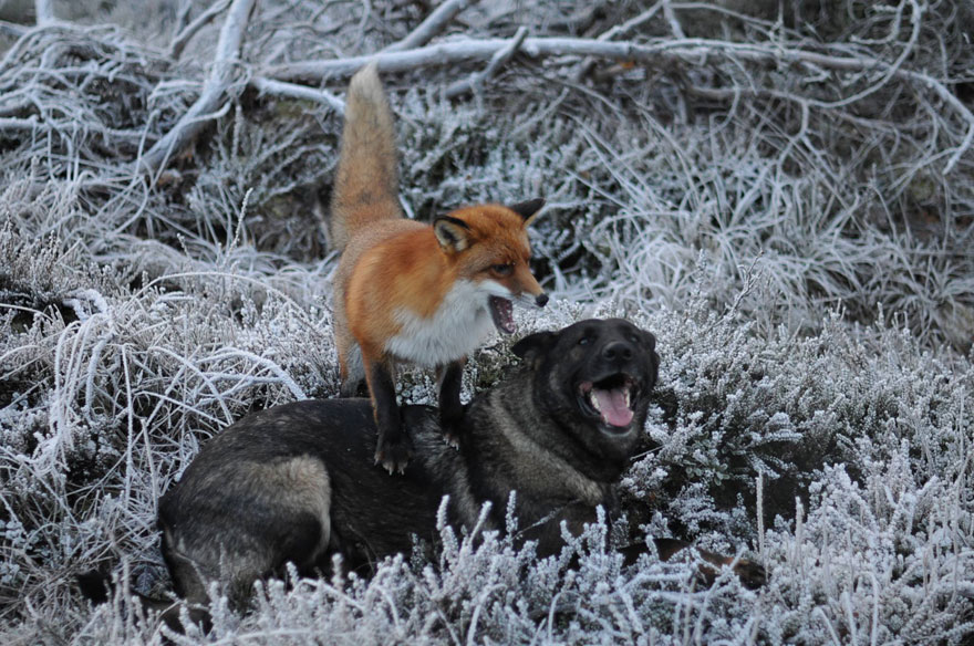 Surprising Friendship Between Norwegian Dog And Wild Fox