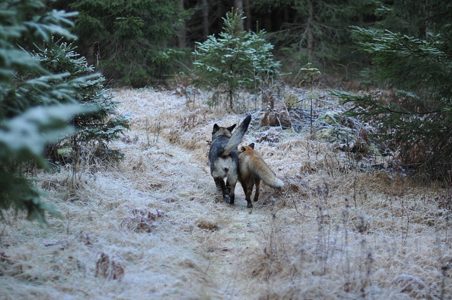 Surprising Friendship Between Norwegian Dog And Wild Fox