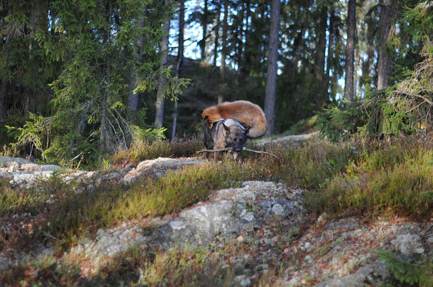 Surprising Friendship Between Norwegian Dog And Wild Fox