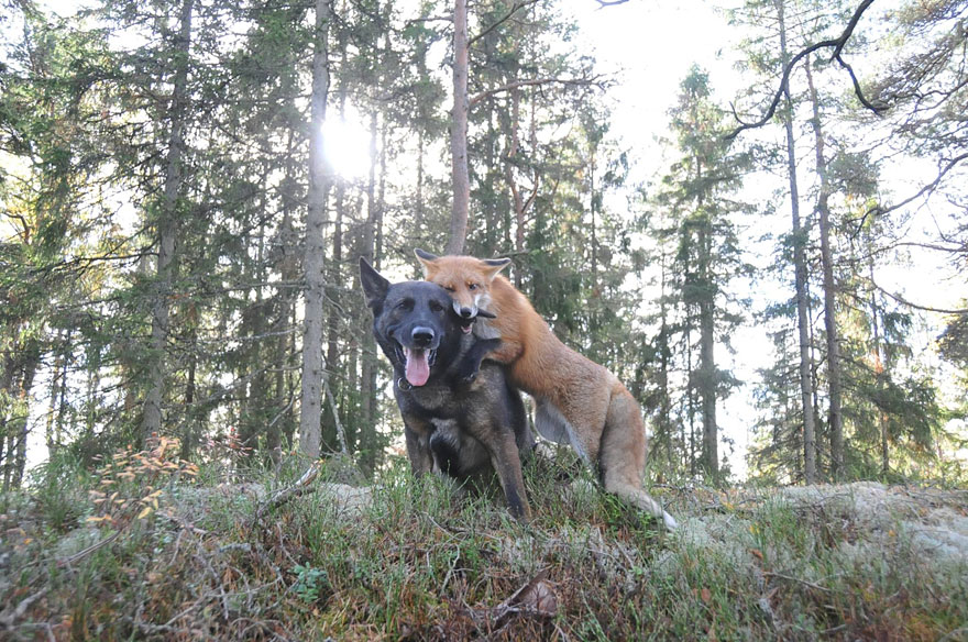 Surprising Friendship Between Norwegian Dog And Wild Fox