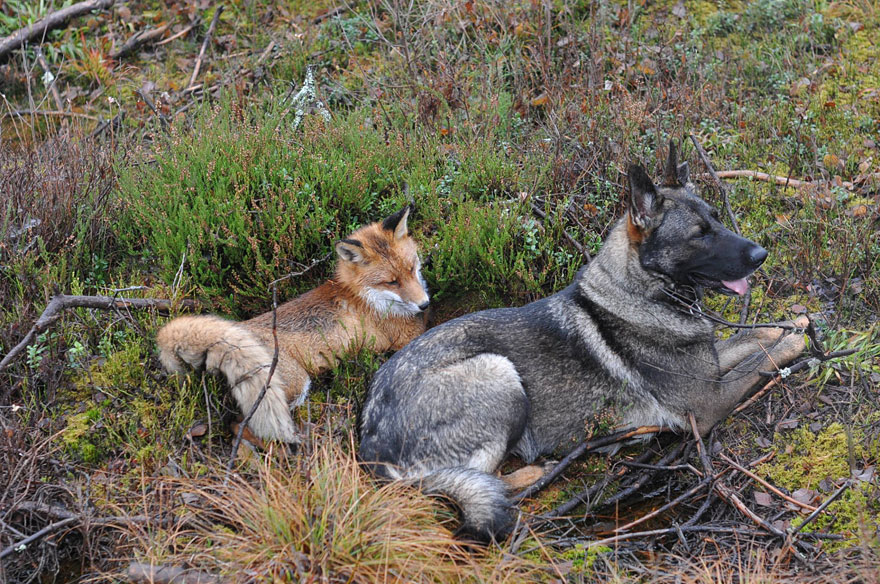 Surprising Friendship Between Norwegian Dog And Wild Fox