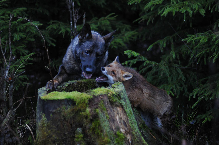 Surprising Friendship Between Norwegian Dog And Wild Fox