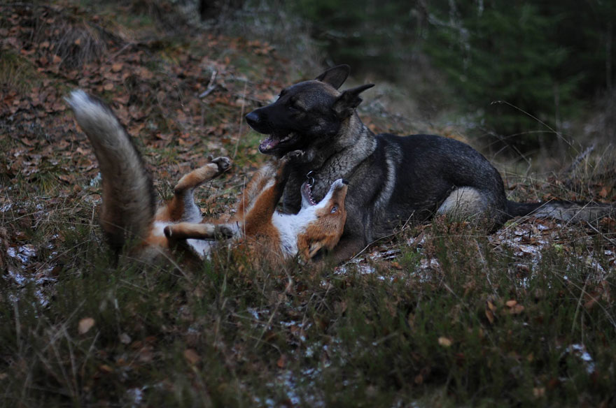 Surprising Friendship Between Norwegian Dog And Wild Fox