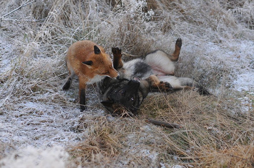 Surprising Friendship Between Norwegian Dog And Wild Fox
