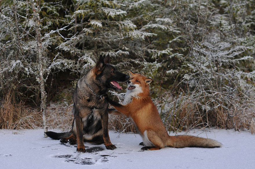 Surprising Friendship Between Norwegian Dog And Wild Fox