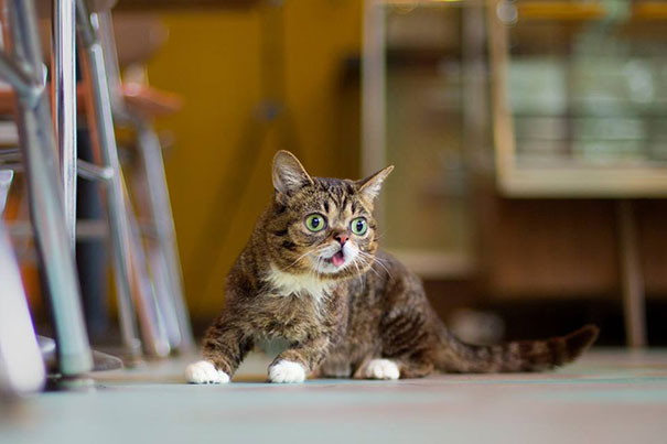 World’s Cutest Dwarf Kitten Becomes Internet Sensation, Hangs Out With Grumpy Cat World’s Cutest Dwarf Kitten Becomes Internet Sensation, Hangs Out With Grumpy Cat