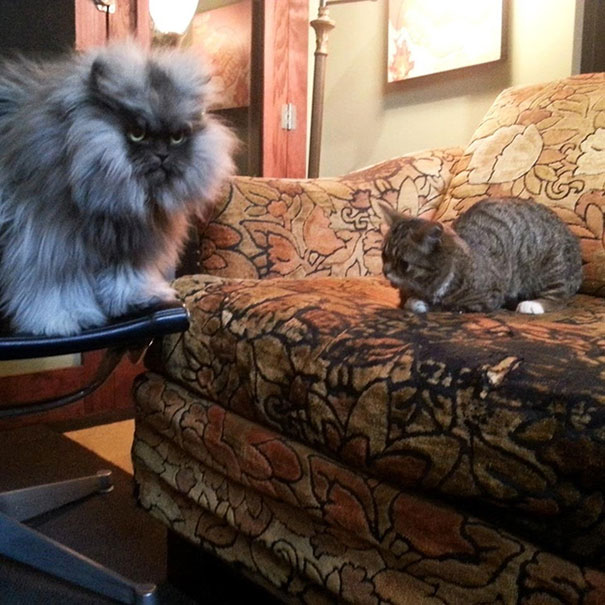 World’s Cutest Dwarf Kitten Becomes Internet Sensation, Hangs Out With Grumpy Cat World’s Cutest Dwarf Kitten Becomes Internet Sensation, Hangs Out With Grumpy Cat