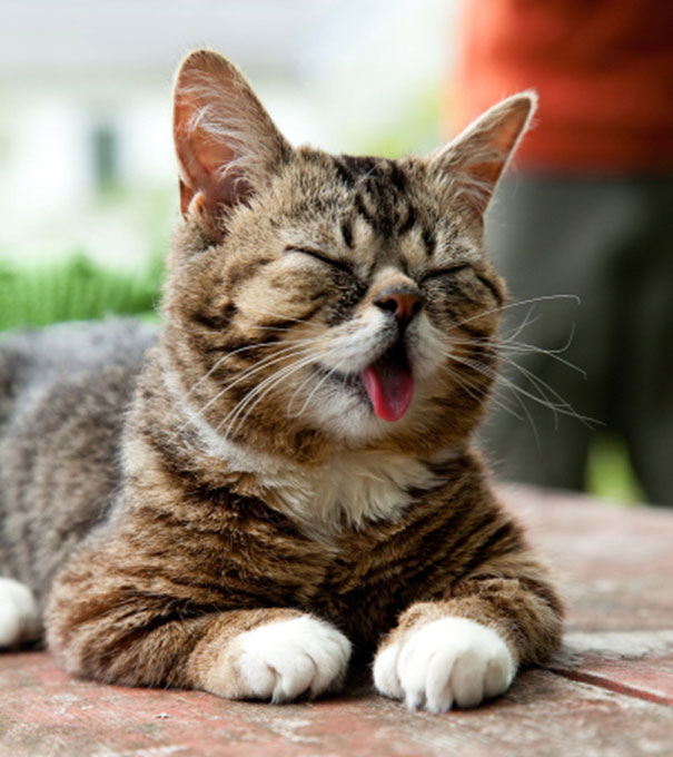 World’s Cutest Dwarf Kitten Becomes Internet Sensation, Hangs Out With Grumpy Cat