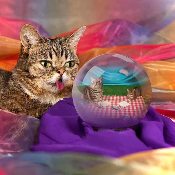 World’s Cutest Dwarf Kitten Becomes Internet Sensation, Hangs Out With Grumpy Cat World’s Cutest Dwarf Kitten Becomes Internet Sensation, Hangs Out With Grumpy Cat