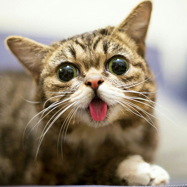 World’s Cutest Dwarf Kitten Becomes Internet Sensation, Hangs Out With Grumpy Cat