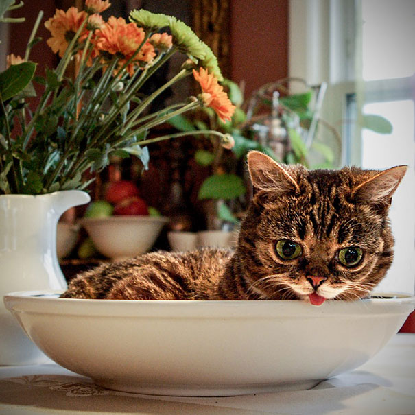 World’s Cutest Dwarf Kitten Becomes Internet Sensation, Hangs Out With Grumpy Cat World’s Cutest Dwarf Kitten Becomes Internet Sensation, Hangs Out With Grumpy Cat