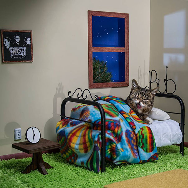 World’s Cutest Dwarf Kitten Becomes Internet Sensation, Hangs Out With Grumpy Cat World’s Cutest Dwarf Kitten Becomes Internet Sensation, Hangs Out With Grumpy Cat