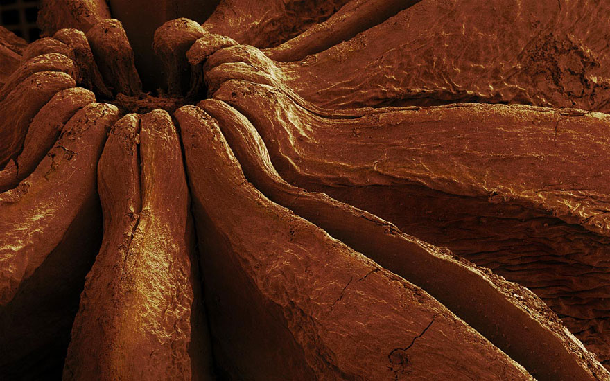 Food Photographed With An Electron Microscope by Caren Alpert