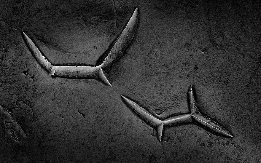 Food Photographed With An Electron Microscope by Caren Alpert