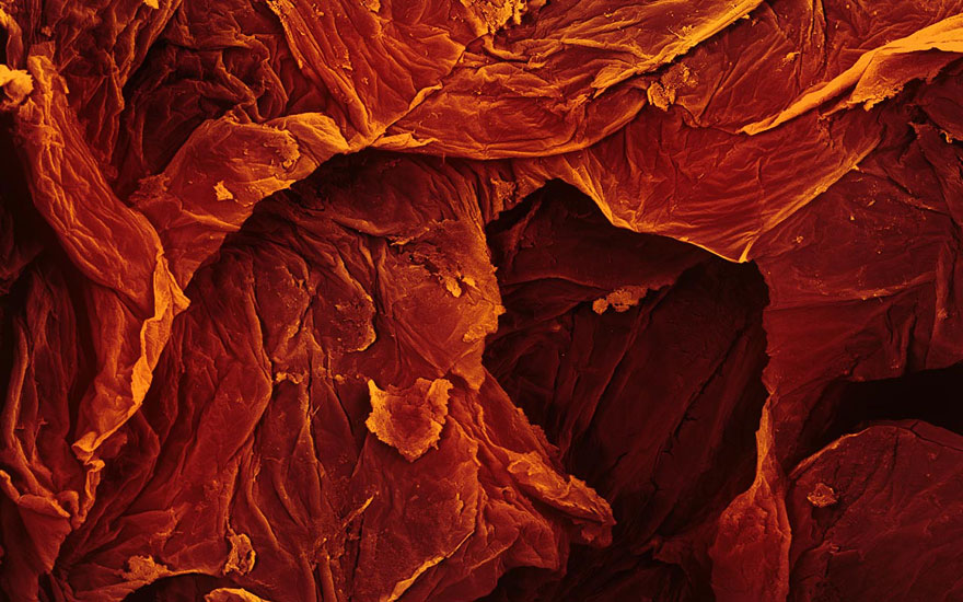Food Photographed With An Electron Microscope by Caren Alpert Food Photographed With An Electron Microscope by Caren Alpert