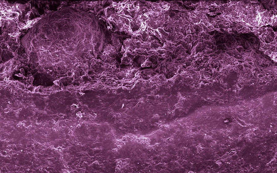 Food Photographed With An Electron Microscope by Caren Alpert