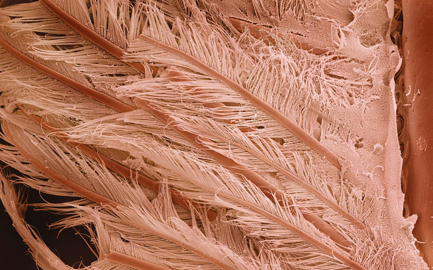 Food Photographed With An Electron Microscope by Caren Alpert Food Photographed With An Electron Microscope by Caren Alpert