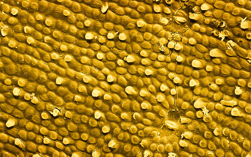 Food Photographed With An Electron Microscope by Caren Alpert Food Photographed With An Electron Microscope by Caren Alpert