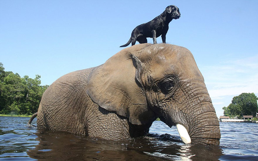 Adorable Friendship Between Elephant and Dog Who Love Playing in the Water