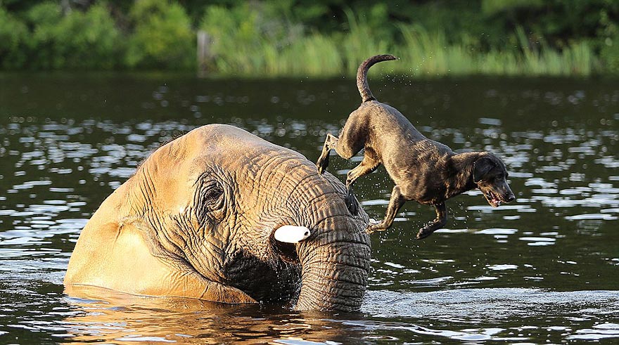 Adorable Friendship Between Elephant and Dog Who Love Playing in the Water