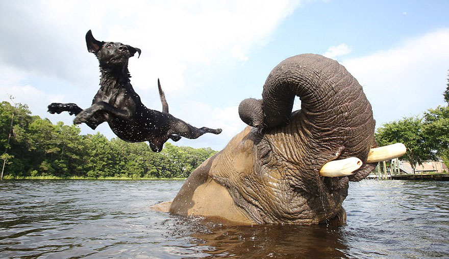 Adorable Friendship Between Elephant and Dog Who Love Playing in the Water