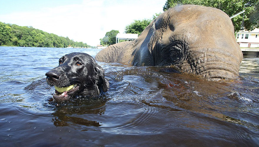 Adorable Friendship Between Elephant and Dog Who Love Playing in the Water