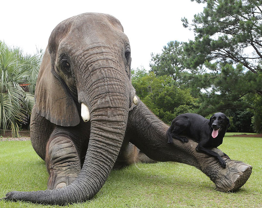 Adorable Friendship Between Elephant and Dog Who Love Playing in the Water