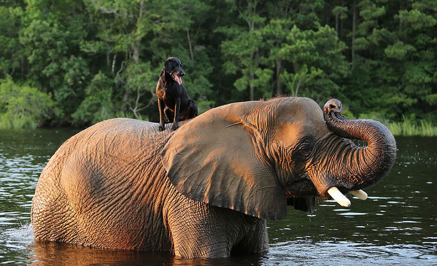 Adorable Friendship Between Elephant and Dog Who Love Playing in the Water
