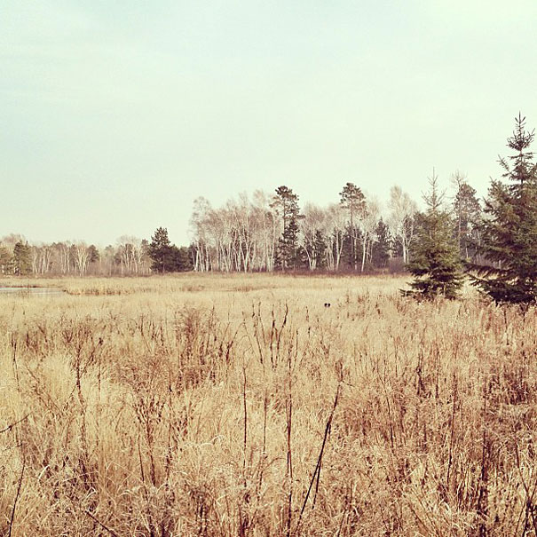 Can You Find Momo the Dog in These Photos?