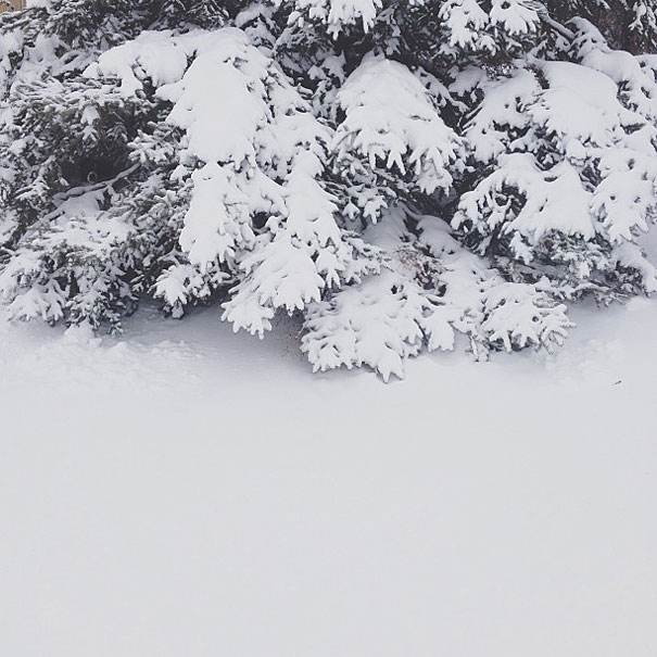 Can You Find Momo the Dog in These Photos?