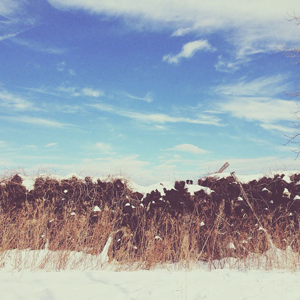 Can You Find Momo the Dog in These Photos? Can You Find Momo the Dog in These Photos?