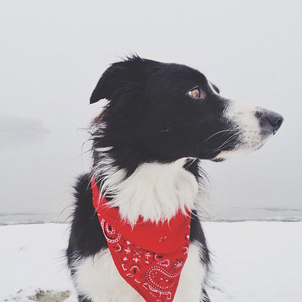 Can You Find Momo the Dog in These Photos?