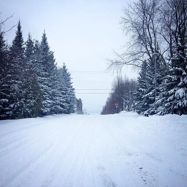 Can You Find Momo the Dog in These Photos?