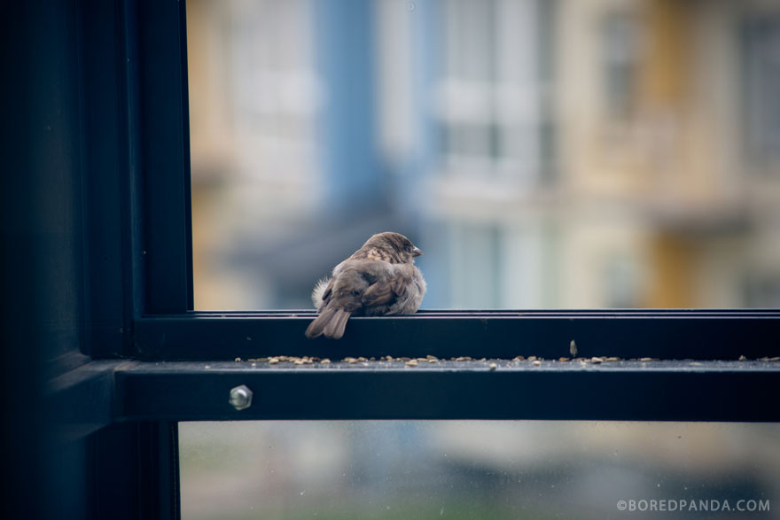 I Found A Blind Baby Sparrow Below My Balcony After A Storm