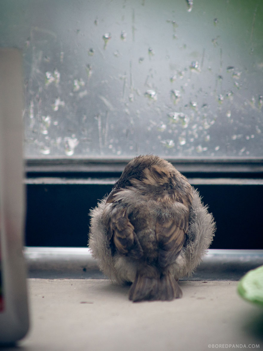 I Found A Blind Baby Sparrow Below My Balcony After A Storm I Found A Blind Baby Sparrow Below My Balcony After A Storm