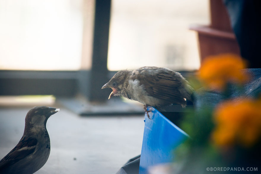 I Found A Blind Baby Sparrow Below My Balcony After A Storm