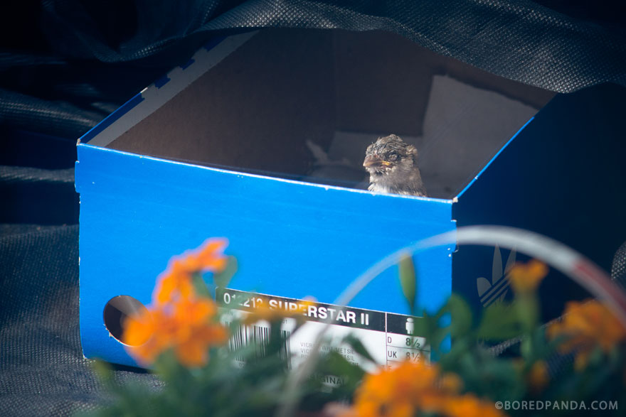 I Found A Blind Baby Sparrow Below My Balcony After A Storm