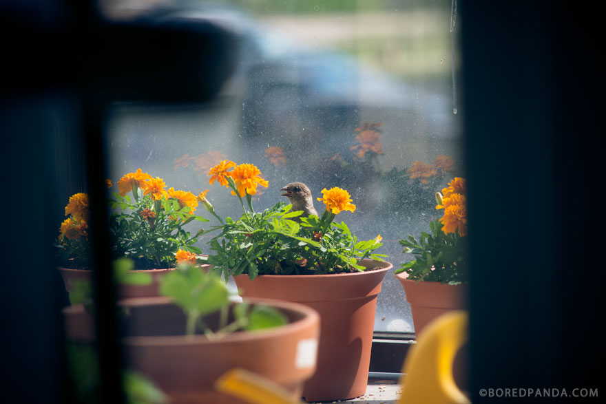 I Found A Blind Baby Sparrow Below My Balcony After A Storm