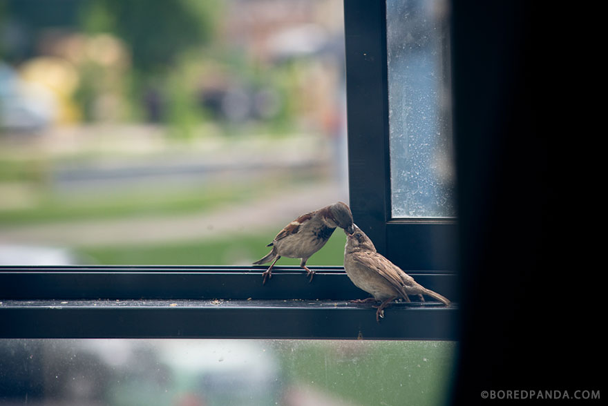 I Found A Blind Baby Sparrow Below My Balcony After A Storm