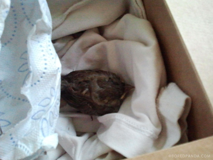I Found A Blind Baby Sparrow Below My Balcony After A Storm