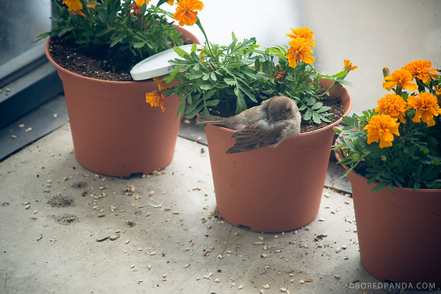 I Found A Blind Baby Sparrow Below My Balcony After A Storm