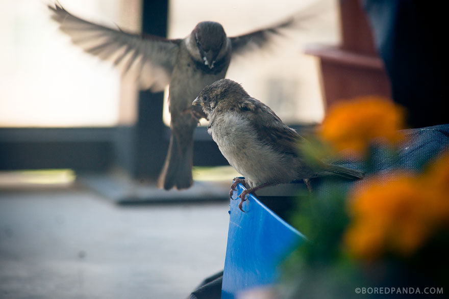 I Found A Blind Baby Sparrow Below My Balcony After A Storm