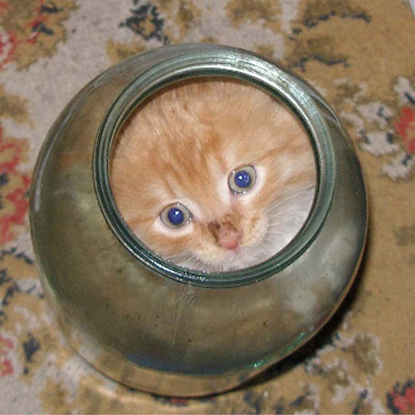 15 Proofs That Cats Are Liquids 15 Proofs That Cats Are Liquids