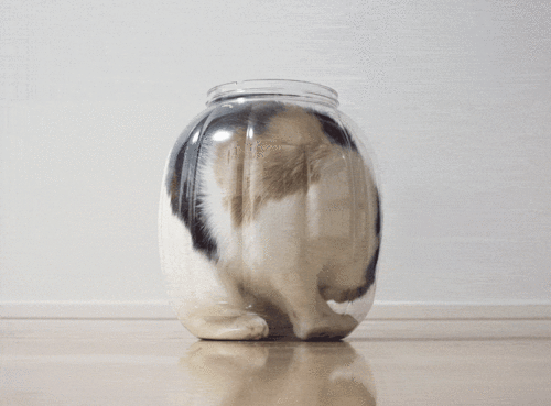 15 Proofs That Cats Are Liquids