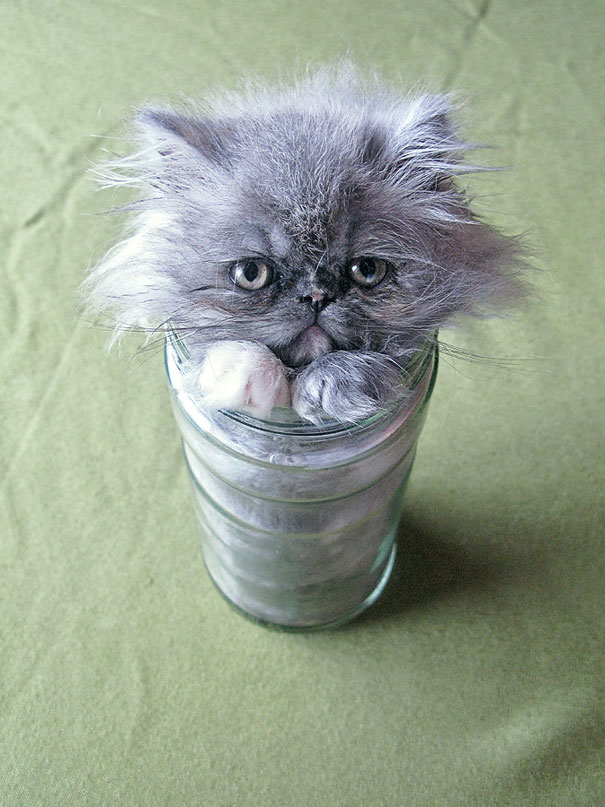 15 Proofs That Cats Are Liquids 15 Proofs That Cats Are Liquids