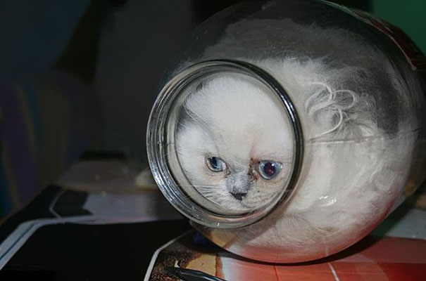 15 Proofs That Cats Are Liquids 15 Proofs That Cats Are Liquids