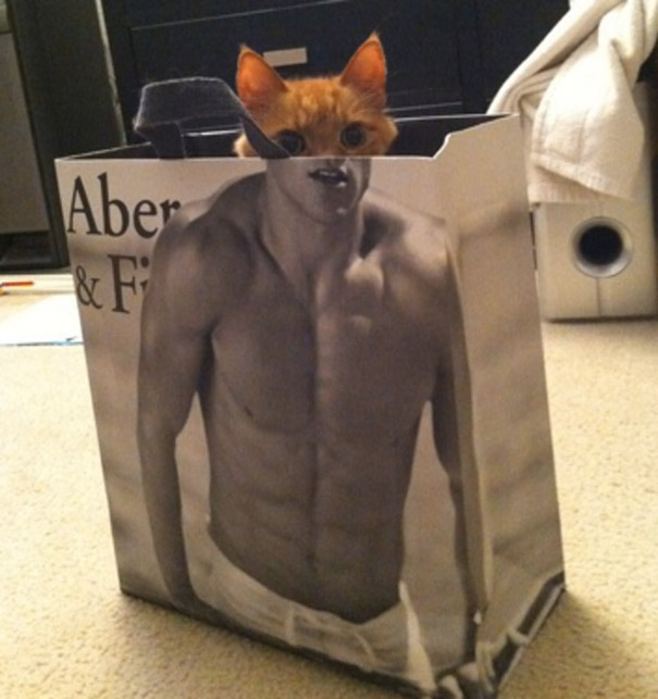 Cat peeking over shopping bag for a perfectly timed photo effect.